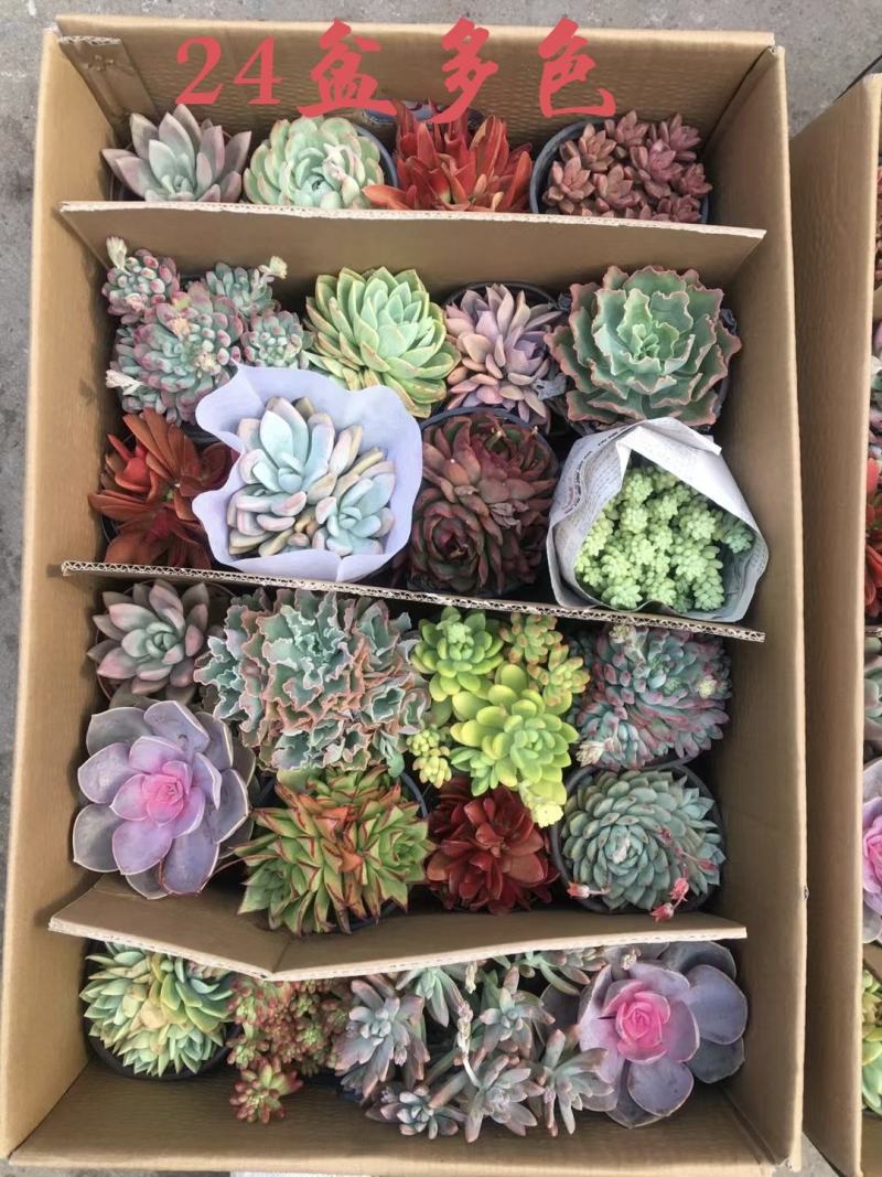 多肉植物24盆精品混拼多达10多种不同组合可选择