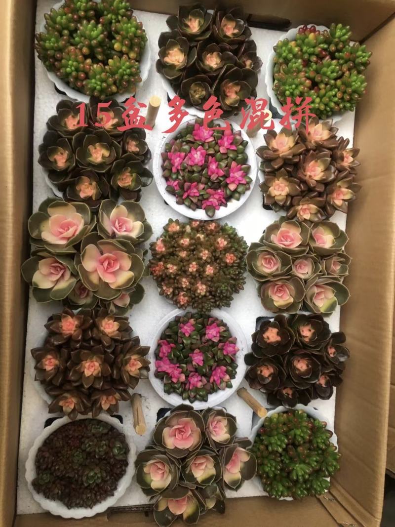 多肉植物24盆精品混拼多达10多种不同组合可选择