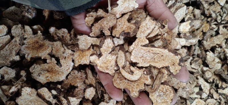 苍术片子苍术个子家种苍术大货批发供应量大从优欢迎选购