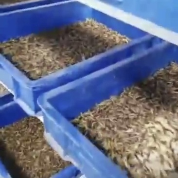 山西晋中灵石大量出售蛋白虫。商品虫和种虫