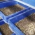山西晋中灵石大量出售蛋白虫。商品虫和种虫