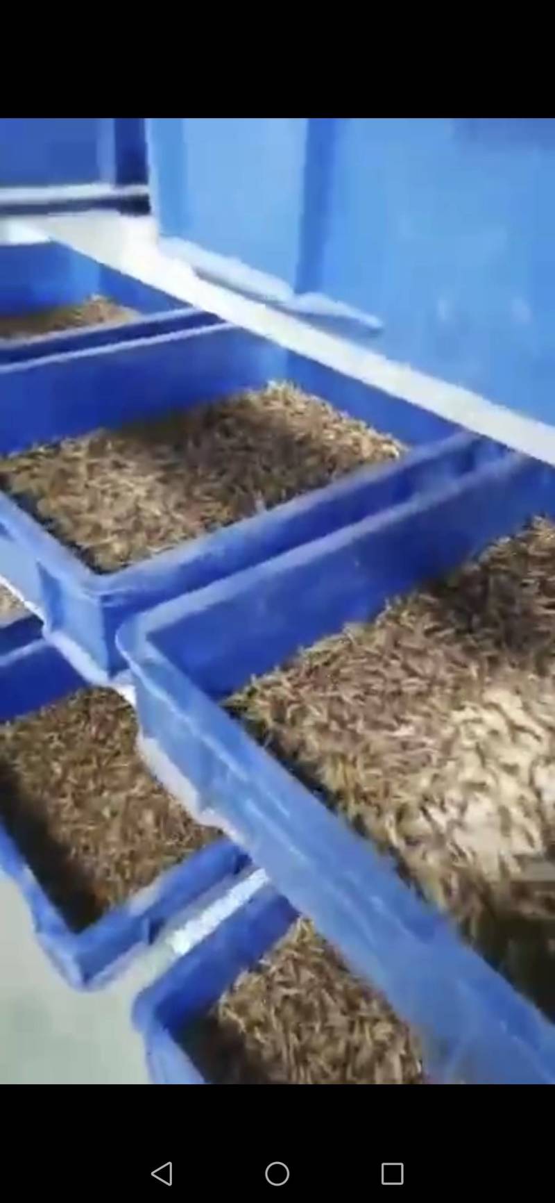 山西晋中灵石大量出售蛋白虫。商品虫和种虫