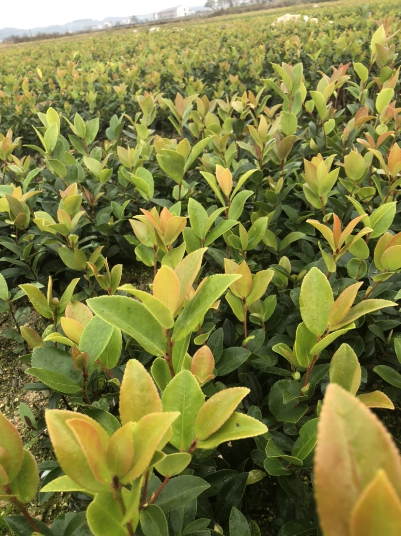 湖南湘林系列优质高产嫁接油茶长年低价出售！
