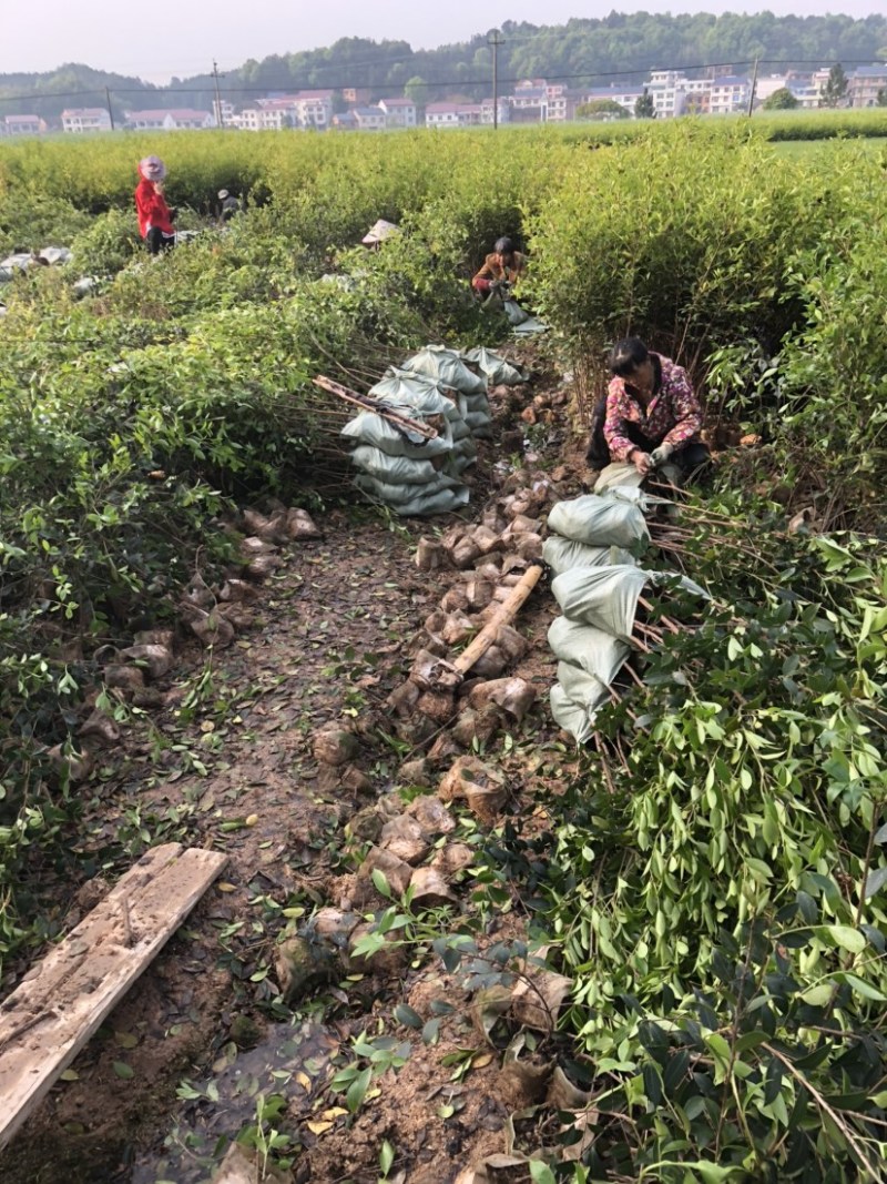 湖南湘林系列优质高产嫁接油茶长年低价出售！