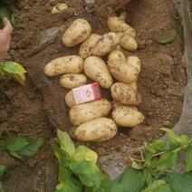 黄心土豆，三两起，可走市场，加工厂，支持各种包装。