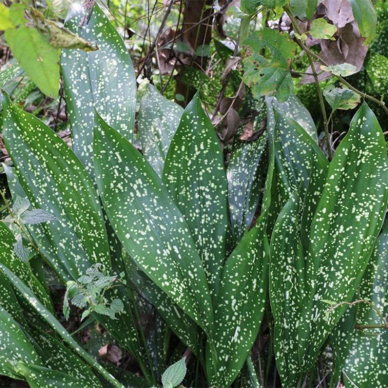 四川花粽叶大叶家用正宗野生新鲜粽子叶一叶兰非箬竹叶芦苇叶