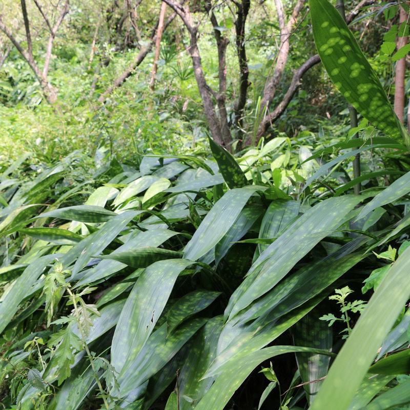 四川花粽叶大叶家用正宗野生新鲜粽子叶一叶兰非箬竹叶芦苇叶