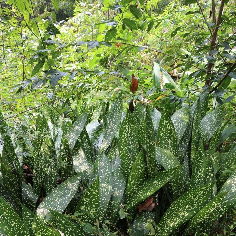 四川花粽叶大叶家用正宗野生新鲜粽子叶一叶兰非箬竹叶芦苇叶
