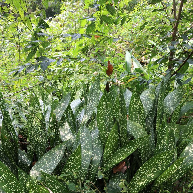 四川花粽叶大叶家用正宗野生新鲜粽子叶一叶兰非箬竹叶芦苇叶