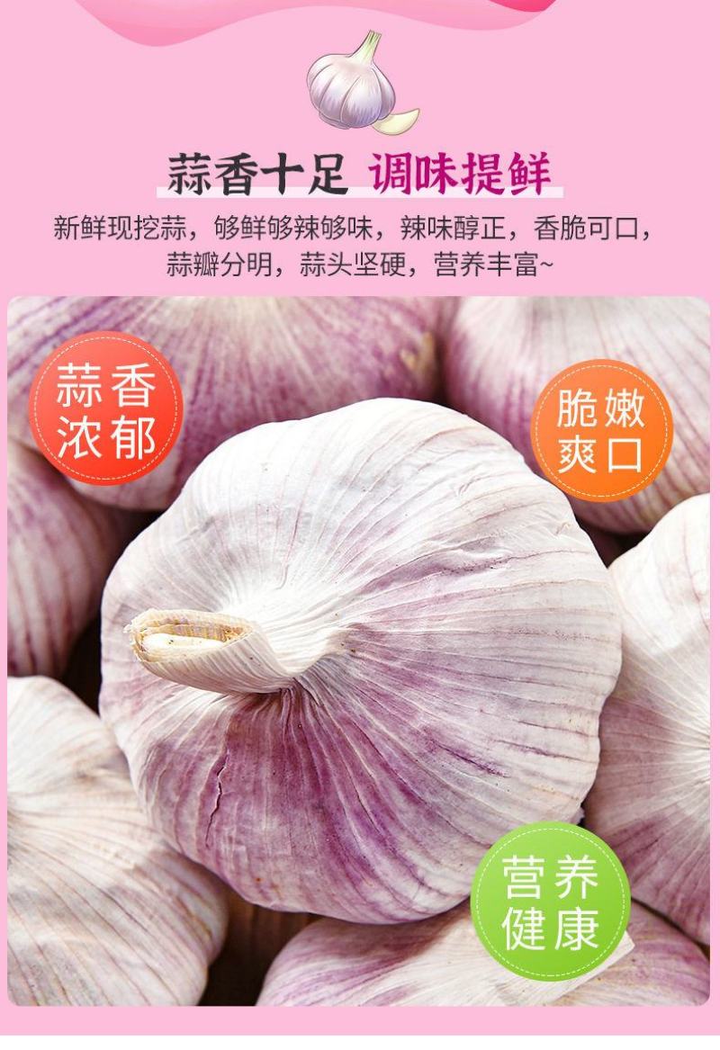 最新干大蒜河南特产新干蒜新鲜大蒜紫皮白皮