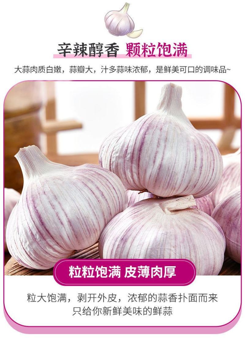 最新干大蒜河南特产新干蒜新鲜大蒜紫皮白皮