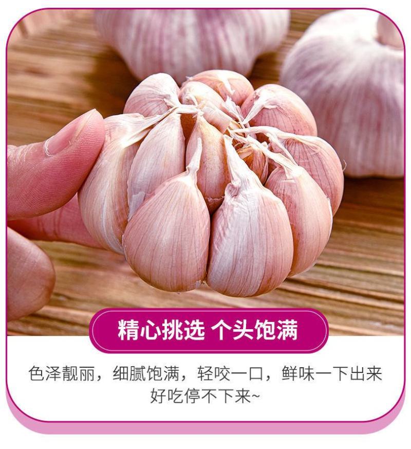 最新干大蒜河南特产新干蒜新鲜大蒜紫皮白皮