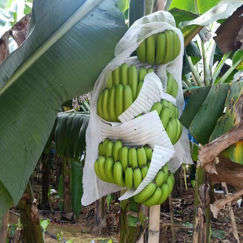 香蕉广西本地香蕉巴蕉产地直供