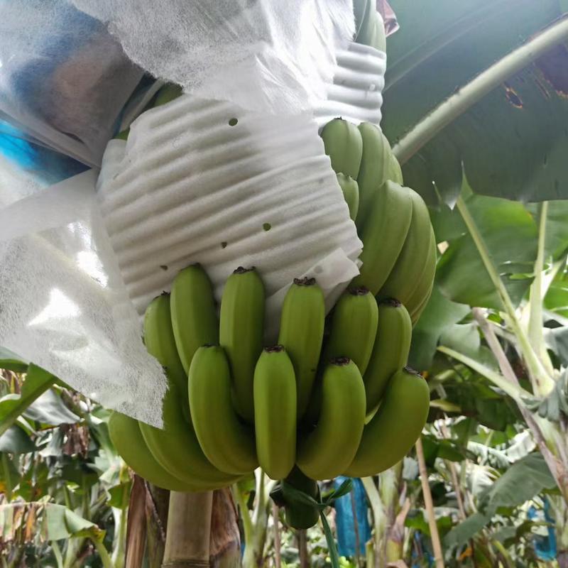 香蕉广西本地香蕉巴蕉产地直供