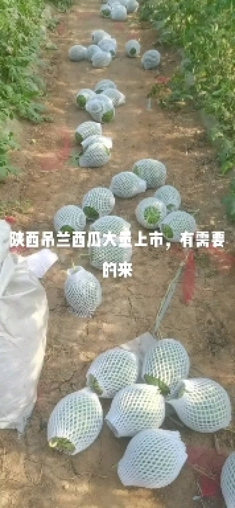 陕西蒲城吊兰大量上市啦，对接全国采购商，量大优