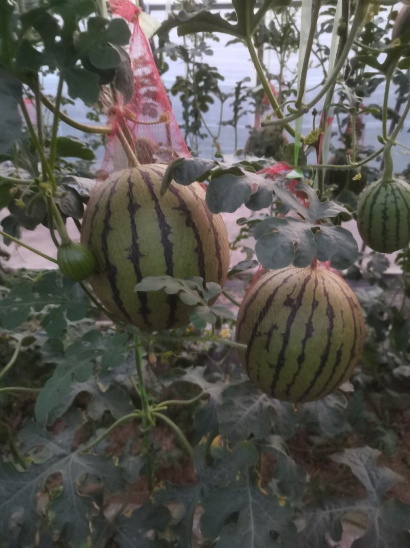 陕西蒲城吊兰大量上市啦，对接全国采购商，量大优