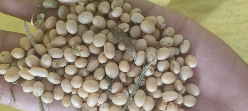 出售各种黄豆