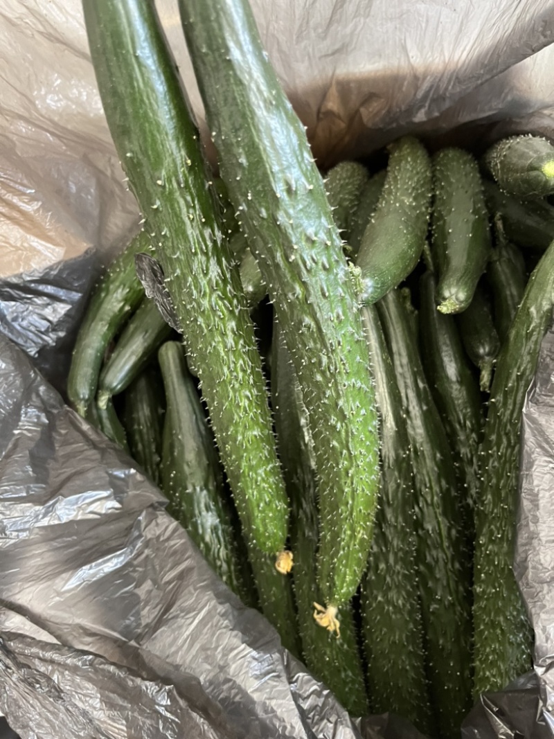 高原夏菜精品密刺黄瓜，品质保证，诚信经营，量大从优