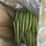 高原夏菜精品密刺黄瓜,品质保证,诚信经营,量大从优