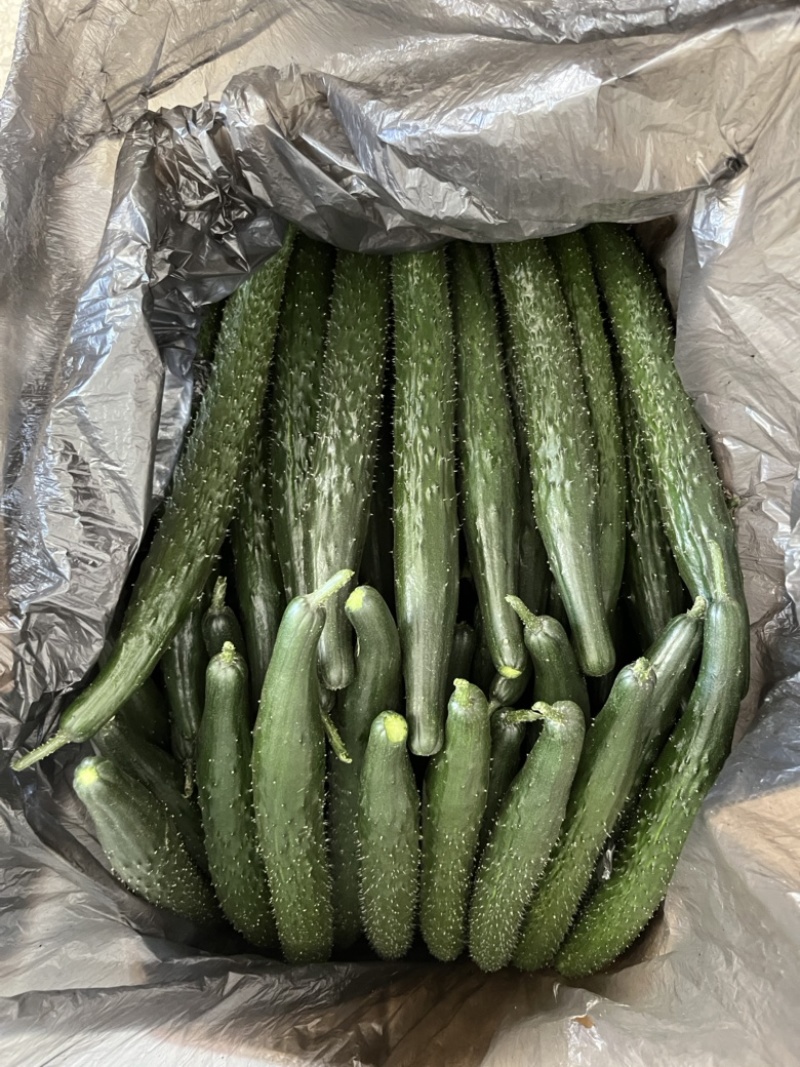 高原夏菜精品密刺黄瓜，品质保证，诚信经营，量大从优