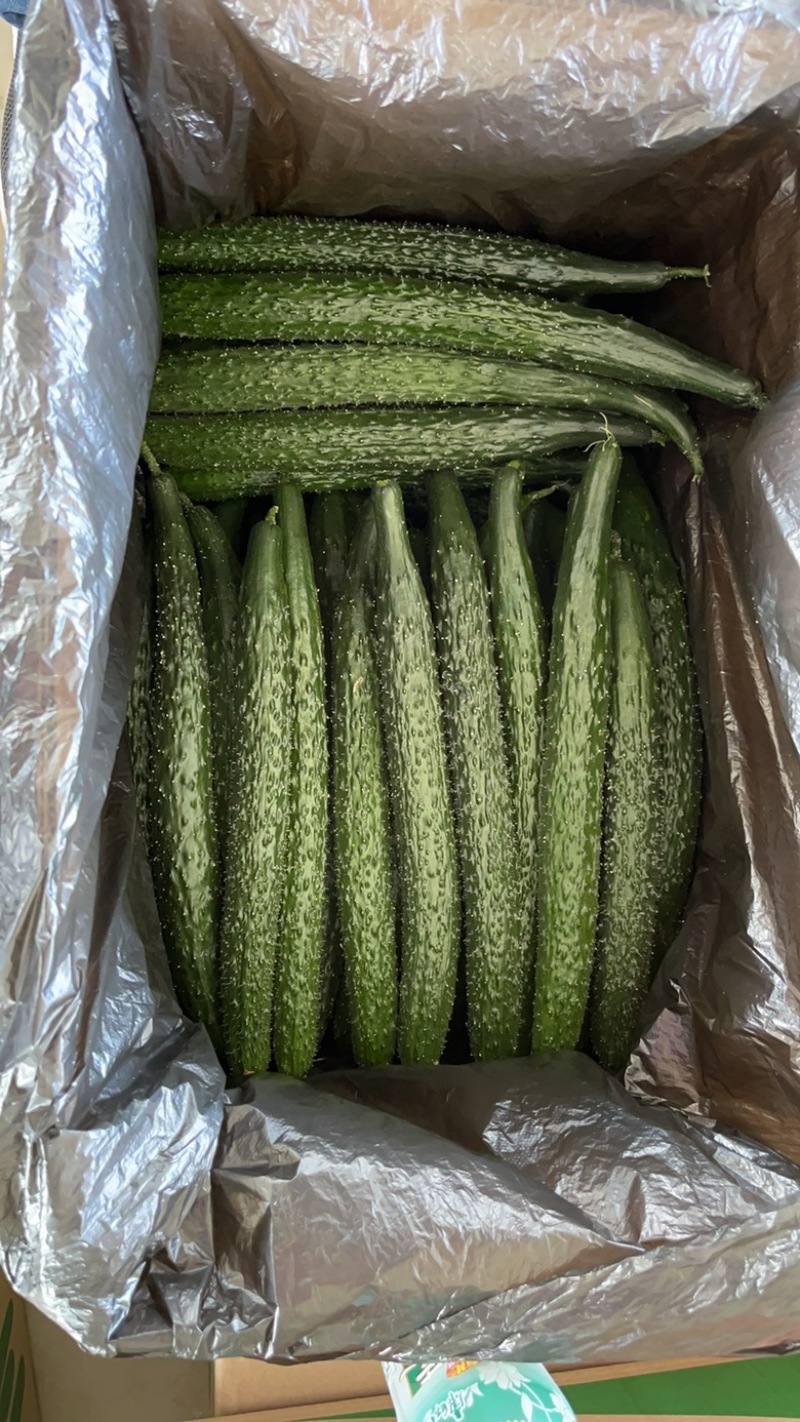 高原夏菜精品密刺黄瓜，品质保证，诚信经营，量大从优