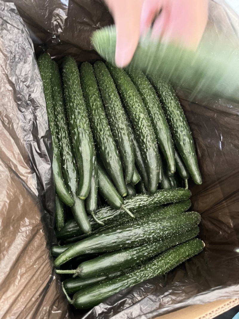 高原夏菜精品密刺黄瓜，品质保证，诚信经营，量大从优