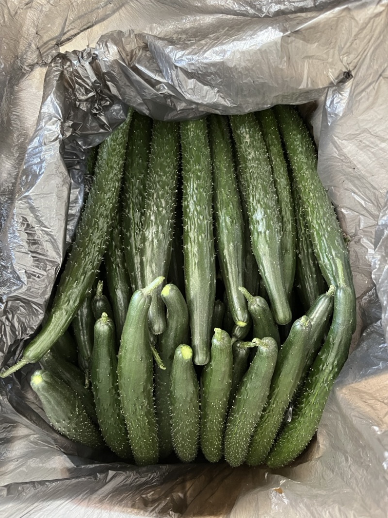 高原夏菜精品密刺黄瓜，品质保证，诚信经营，量大从优