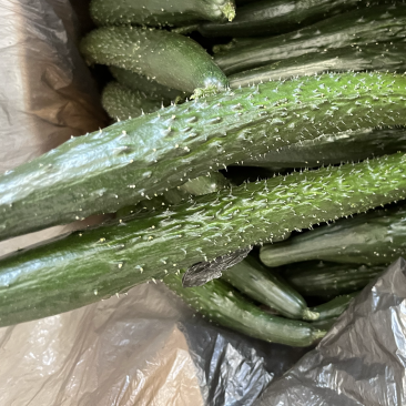高原夏菜精品密刺黄瓜,品质保证,诚信经营,量大从优