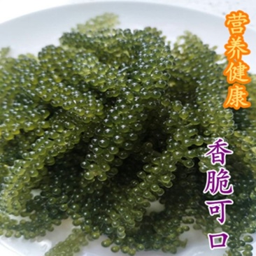 包邮）新鲜海葡萄长寿菜海藻菜海菜寿司绿色鱼子酱100g