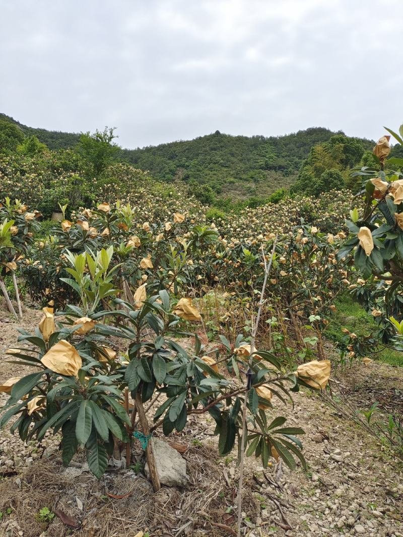 高山红枇杷大红炮白沙枇杷新鲜现摘好货好货