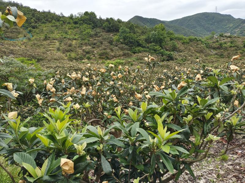 高山红枇杷大红炮白沙枇杷新鲜现摘好货好货
