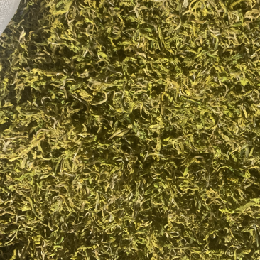 缙云黄茶