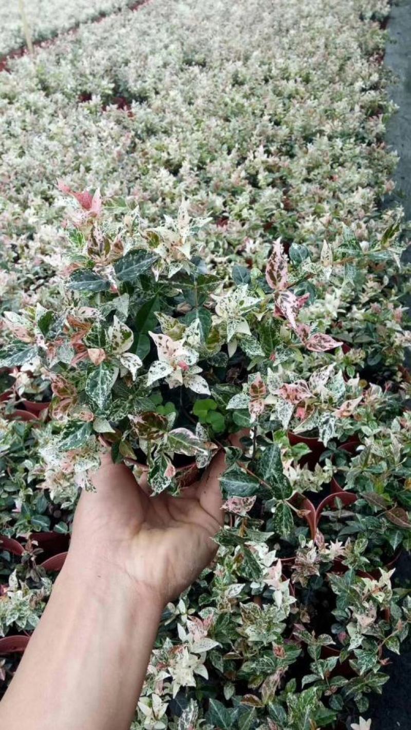 【花叶络石彩叶络石】各种规格欢迎合作详谈