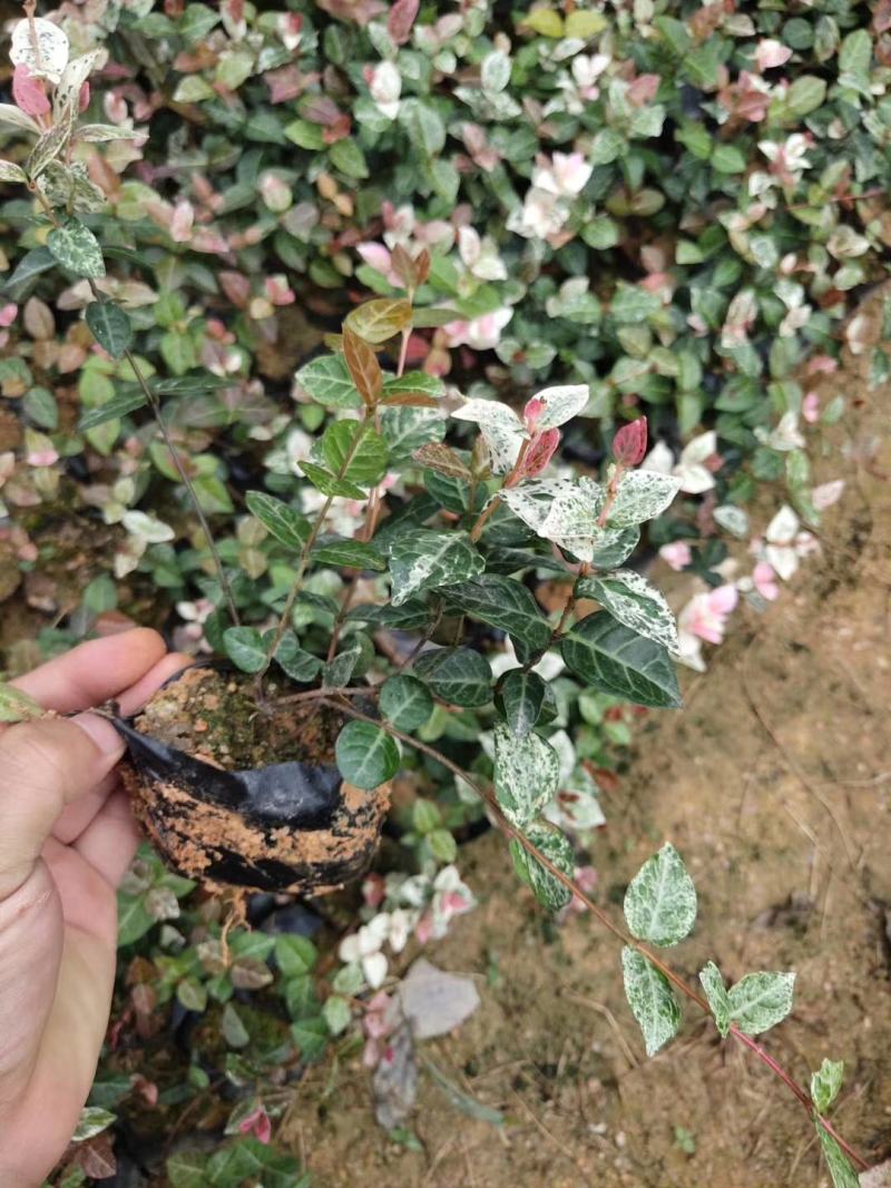 【花叶络石彩叶络石】各种规格欢迎合作详谈