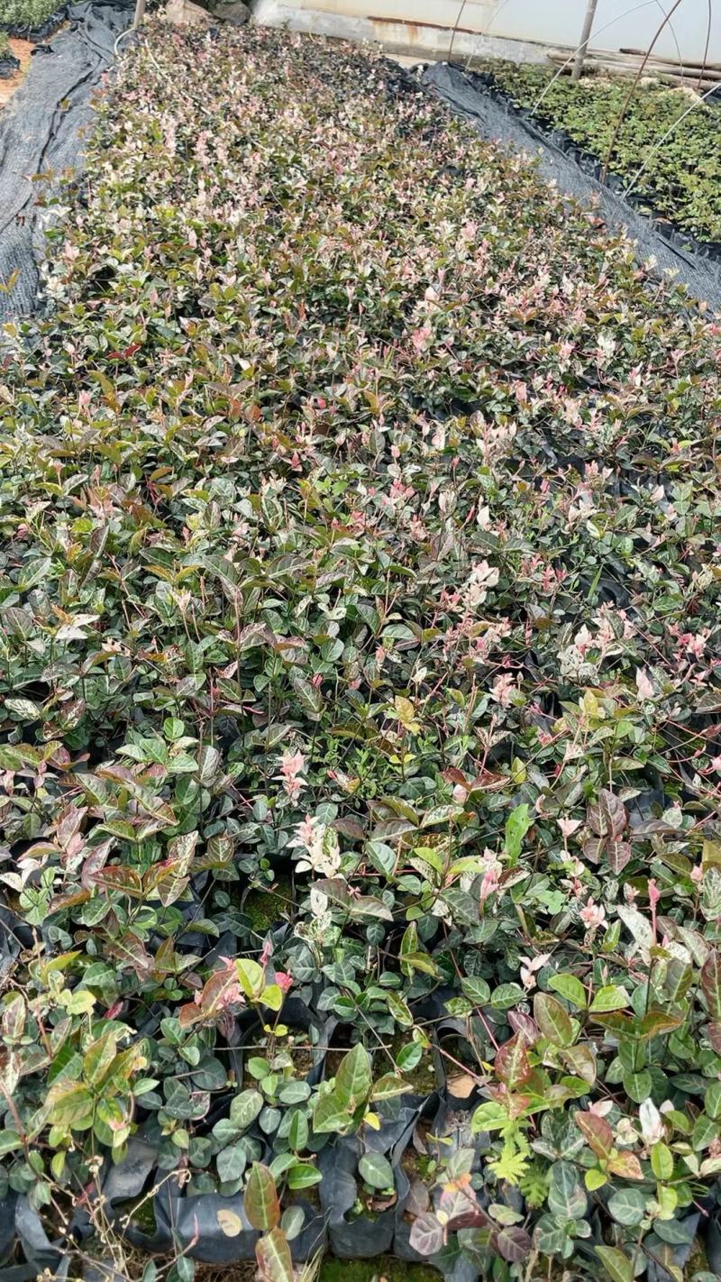 【花叶络石彩叶络石】各种规格欢迎合作详谈