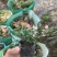 【花叶络石彩叶络石】各种规格欢迎合作详谈