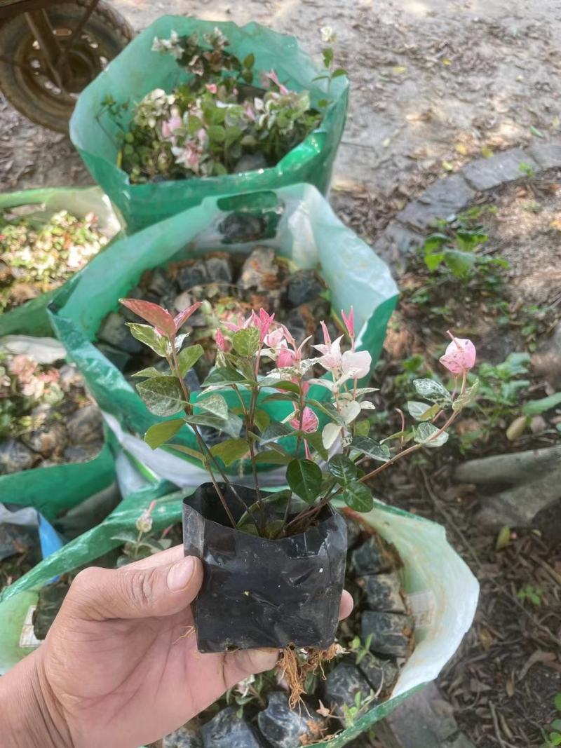 【花叶络石彩叶络石】各种规格欢迎合作详谈