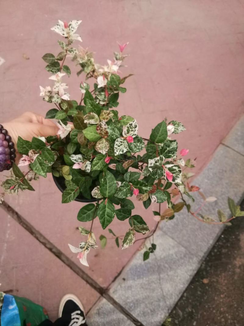 【花叶络石彩叶络石】各种规格欢迎合作详谈