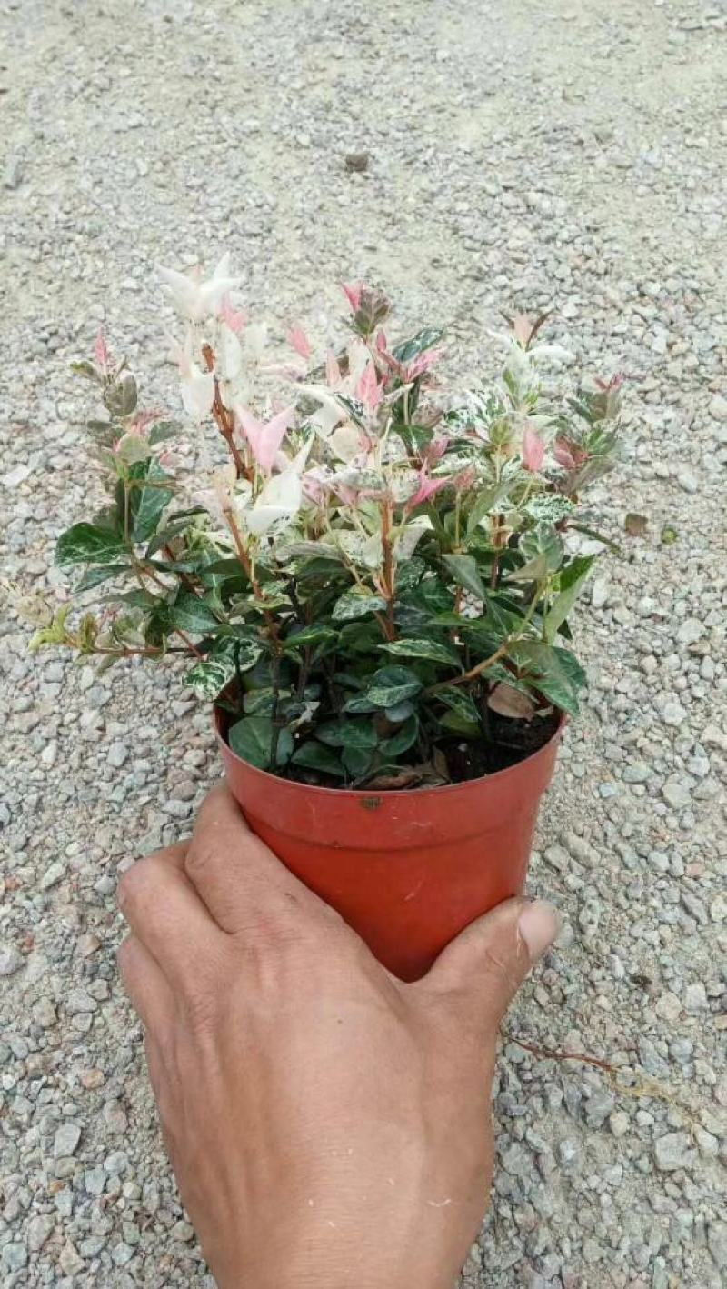 【花叶络石彩叶络石】各种规格欢迎合作详谈