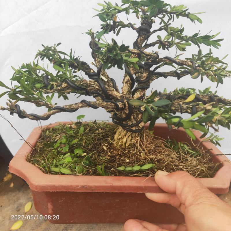 雀舌黄杨盆景邹皮黄杨四季常青阳台庭院耐寒