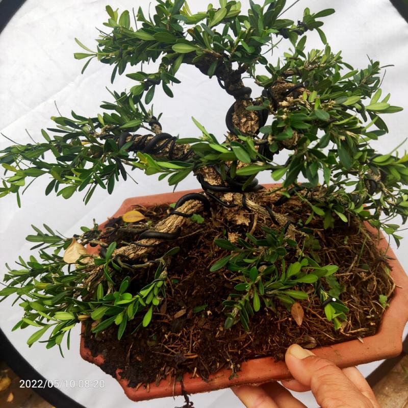 雀舌黄杨盆景邹皮黄杨四季常青阳台庭院耐寒