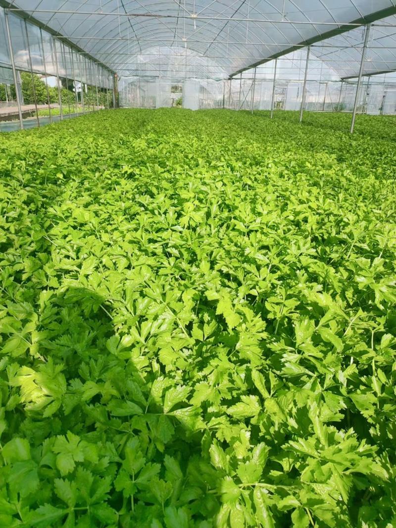 四季白杆实心芹菜种子、耐抽苔、肉厚、植株健壮、耐热耐寒