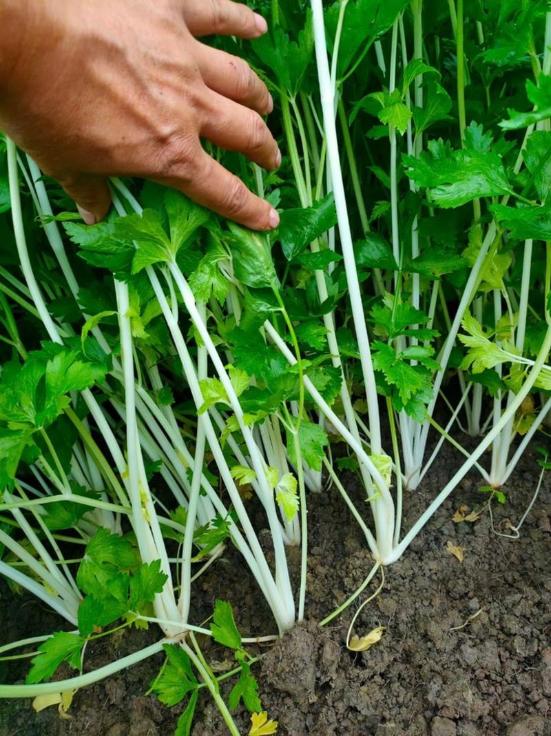 四季白杆实心芹菜种子、耐抽苔、肉厚、植株健壮、耐热耐寒