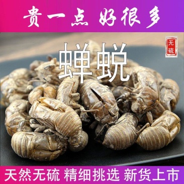 蝉蜕蝉壳知了皮蝉退壳金牛儿蝉退蝉衣