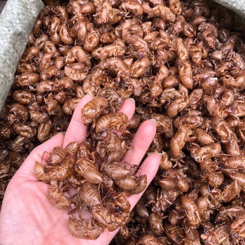 蝉蜕蝉壳知了皮蝉退壳金牛儿蝉退蝉衣