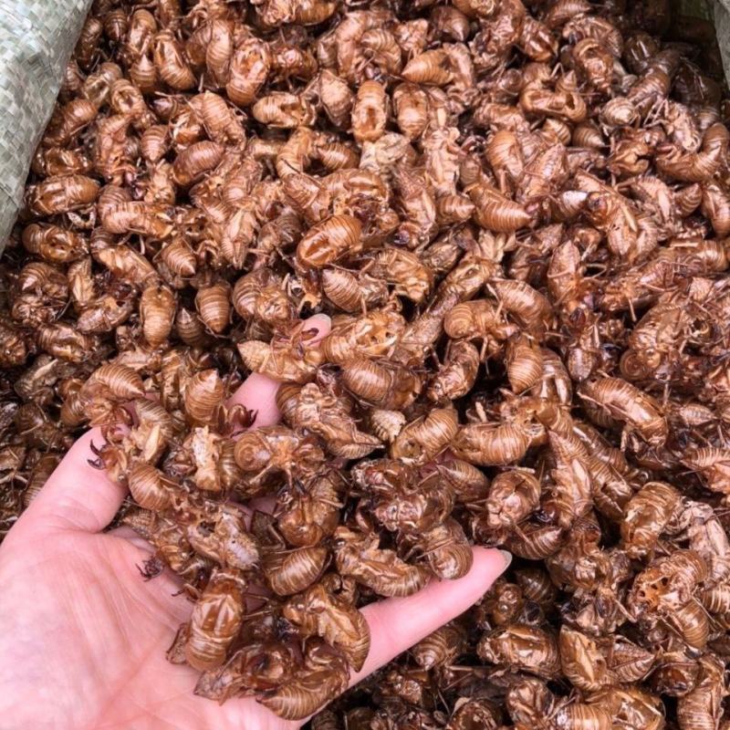 蝉蜕蝉壳知了皮蝉退壳金牛儿蝉退蝉衣