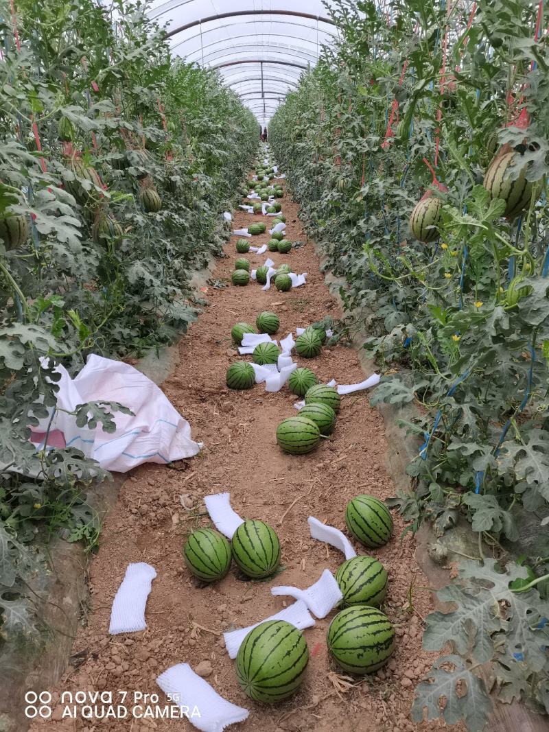 东北田王西瓜