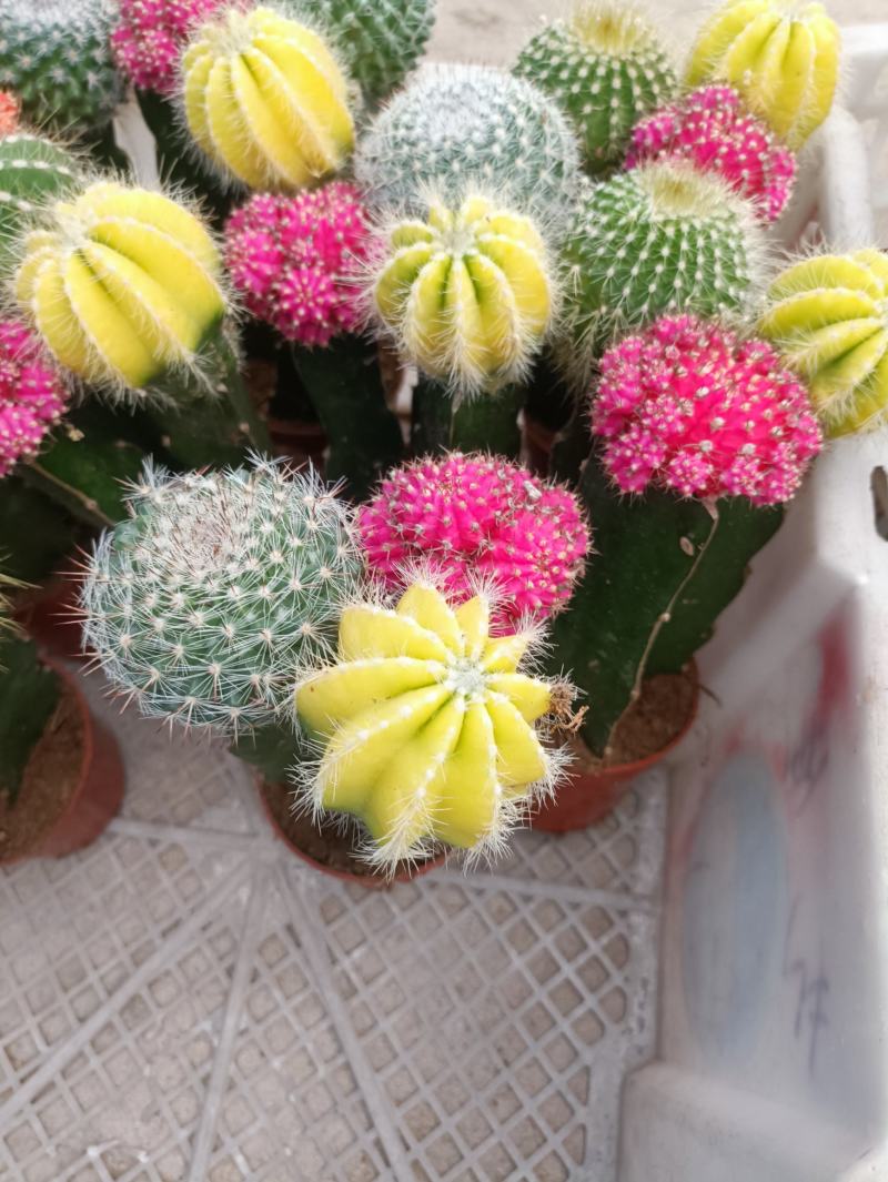 仙人球组合