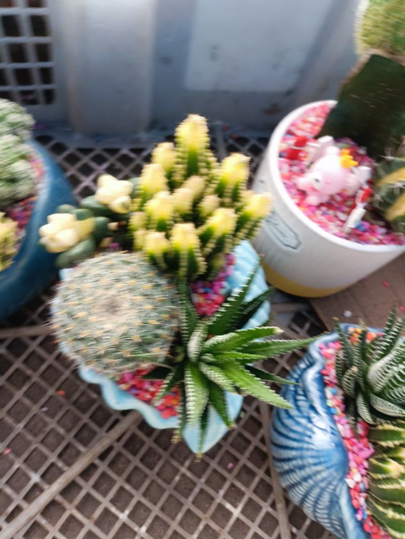 仙人球组合