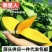 海南金煌芒果一件代发包邮源头供非贵妃小台水仙接直播团购